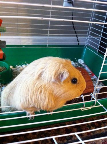 Short-Haired/Guinea Pig Mix: An adoptable guinea pig in Florence, NJ