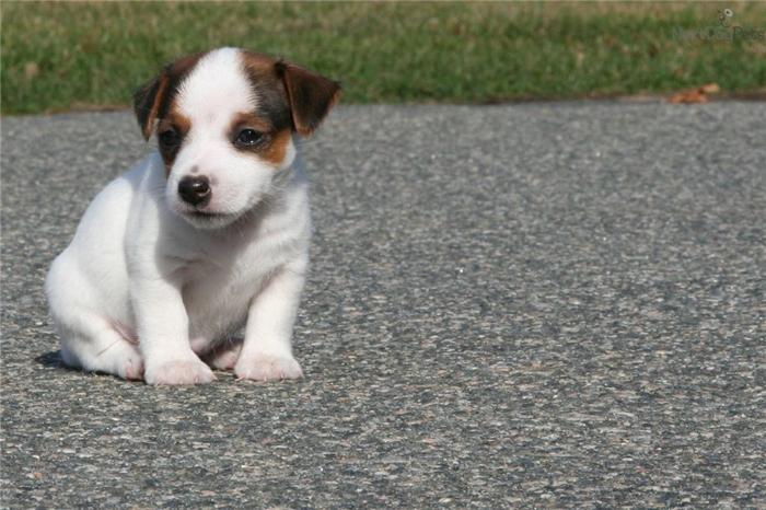 'Short Style' Jack Russell Terrier