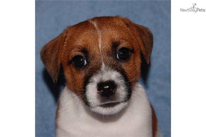 Shorty Jack Russell pup for sale