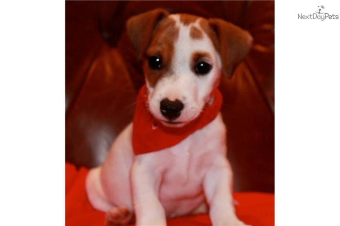 Shorty Jack Russell Terrier