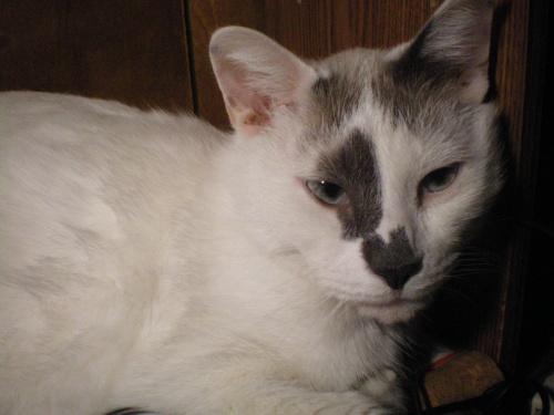 Siamese/American Shorthair Mix: An adoptable cat in Flint, MI