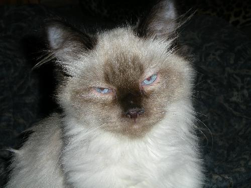 Siamese Mix: An adoptable cat in Visalia, CA