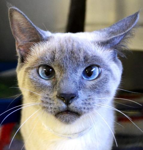 Siamese Mix: An adopted cat in Lewiston, ID