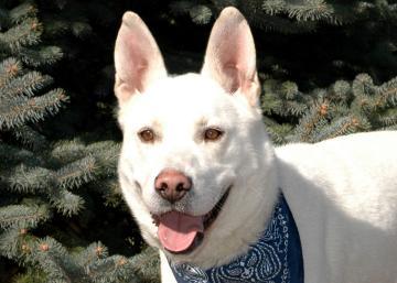 Siberian Husky: An adoptable dog in Boulder, CO