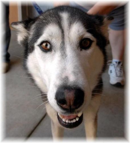 Siberian Husky: An adoptable dog in Merced, CA