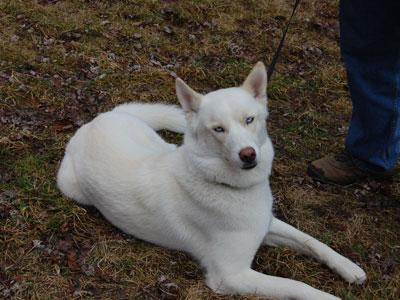 Siberian Husky: An adoptable dog in Wilmington, DE