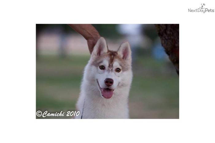 Siberian Huskies looking for Forever Homes
