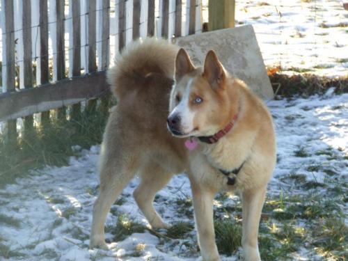 Siberian Husky/Akita Mix: An adoptable dog in Flint, MI