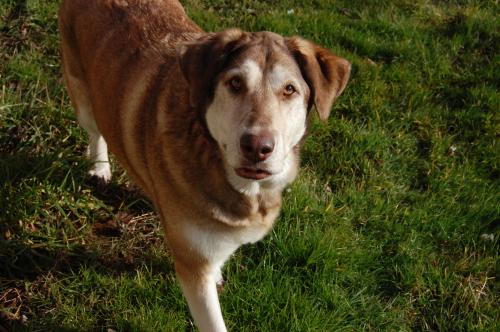 Siberian Husky Mix: An adoptable dog in Wilmington, DE