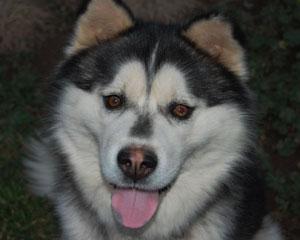 Siberian Husky/Chow Chow Mix: An adoptable dog in Wilmington, DE