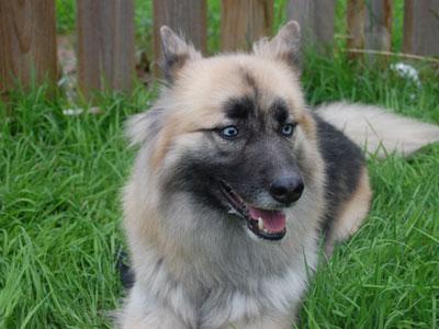 Siberian Husky/Norwegian Elkhound Mix: An adoptable dog in Wilmington, DE