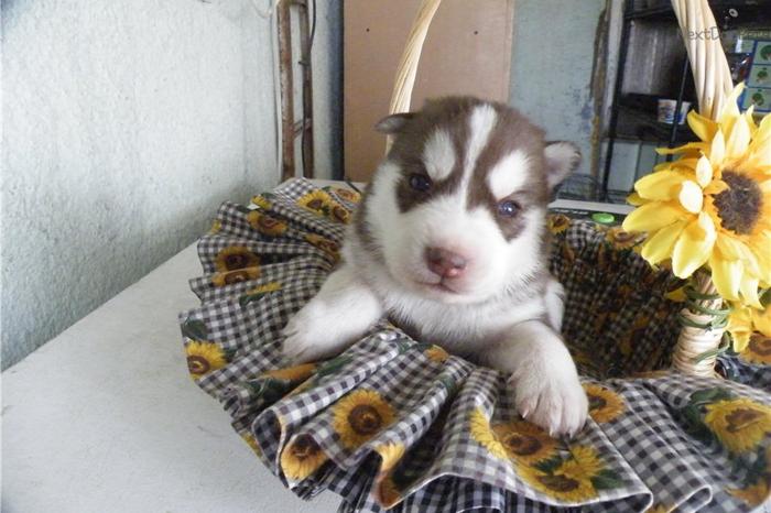 siberian husky puppypretty blue eyes
