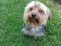 Silky Terrier: An adoptable dog in Rockford, IL
