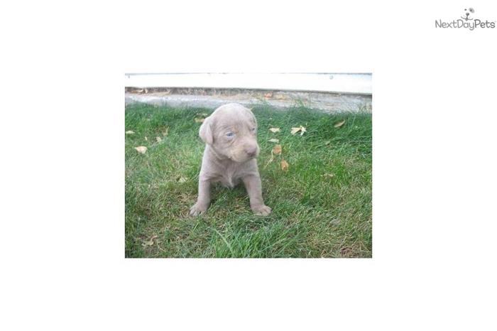 Silver Lab Pup FOR SALE