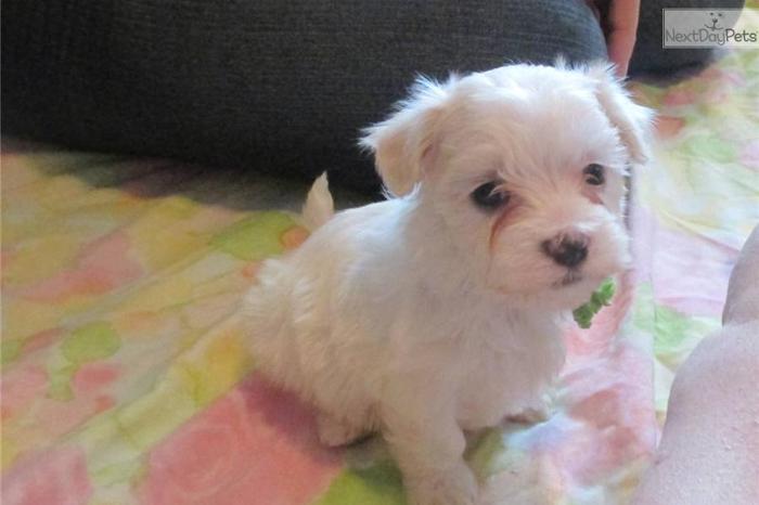 small AKC Maltese Female Puppy 