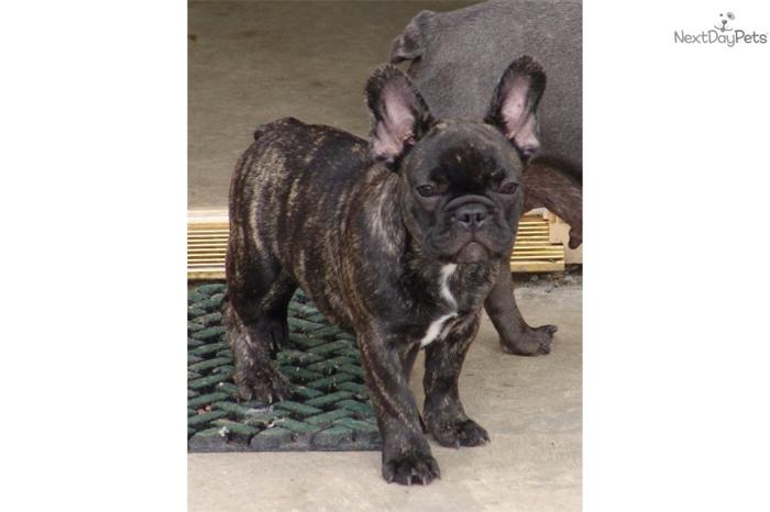 SOLD......AKC BRINDLE MALE READY FOR XMAS