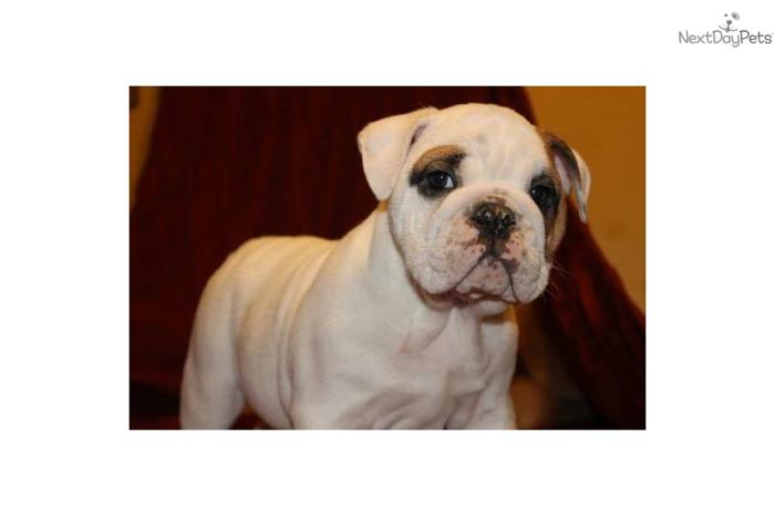 SOLD AKC Champion Sired Puppies