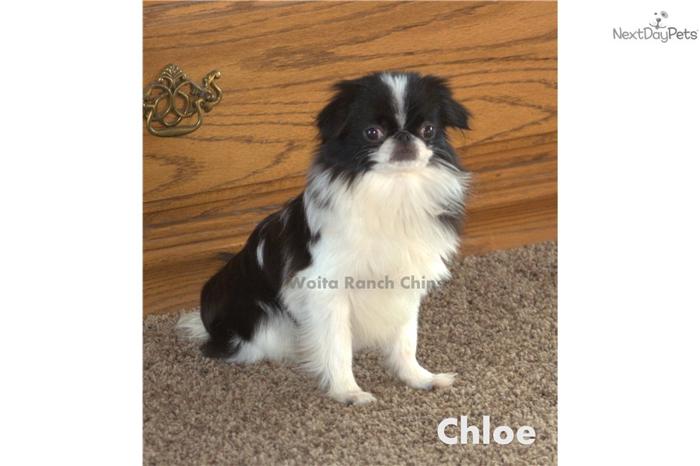 SOLD! Chloe is pad trained and very lovable!