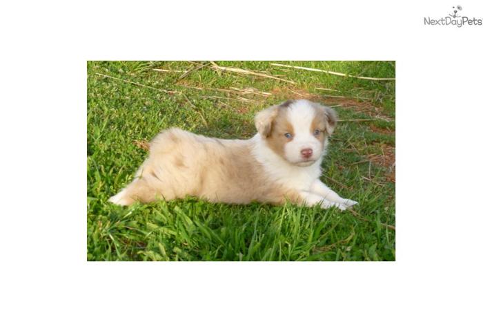 **SOLD** RED MERLE MALE