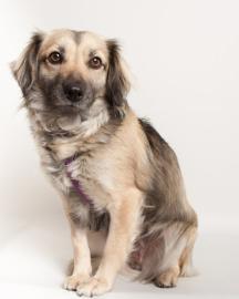 Spaniel Mix: An adoptable dog in Santa Cruz, CA