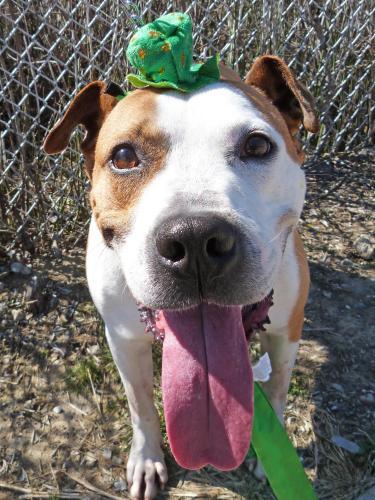 Staffordshire Bull Terrier Mix: An adoptable dog in Detroit, MI
