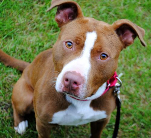 Staffordshire Bull Terrier Mix: An adoptable dog in Fargo, ND