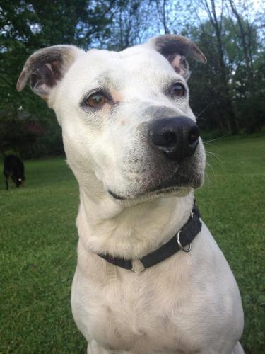 Staffordshire Bull Terrier Mix: An adoptable dog in Youngstown, OH