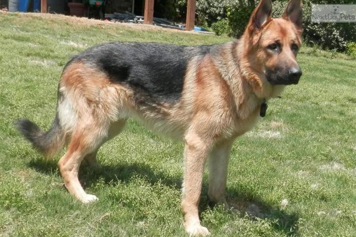 Striking and Solid 1 Yr Old Male Shepherd