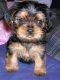 t cup yorkie puppiestiny and adorable