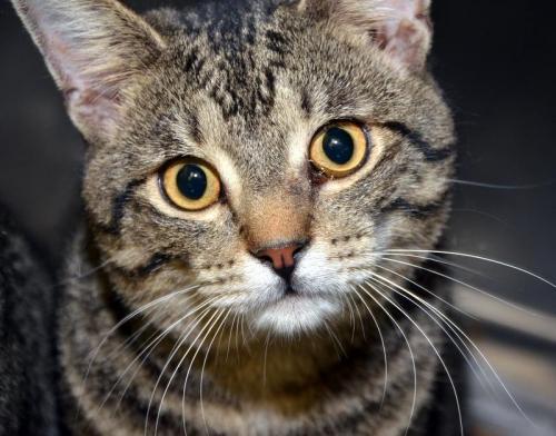 Tabby - Brown: An adoptable cat in Bowling Green, KY