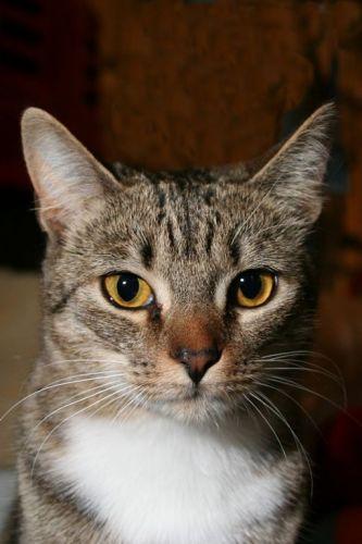 Tabby - Brown: An adoptable cat in Columbia, SC