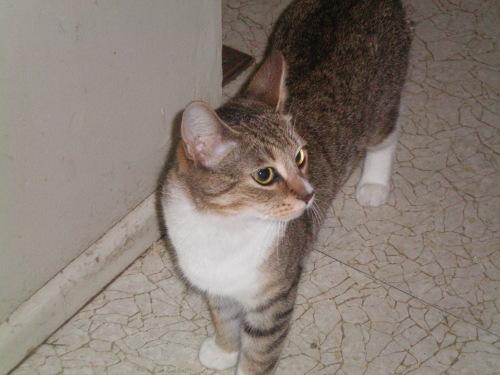 Tabby - White: An adoptable cat in Flint, MI