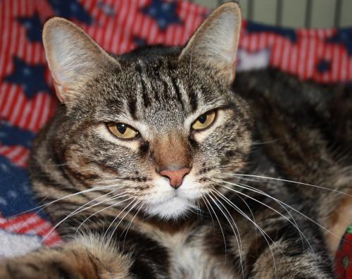 Tabby - Brown: An adoptable cat in Frederick, MD