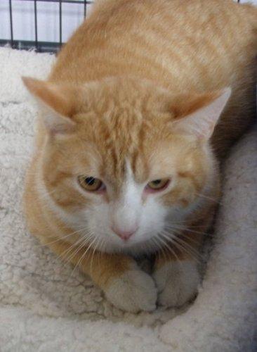 Tabby - Orange: An adoptable cat in Lafayette, NJ