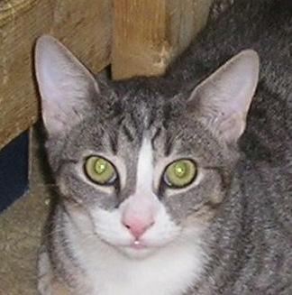 Tabby - Grey: An adoptable cat in Laurel, MD