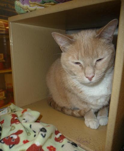 Tabby - Buff: An adoptable cat in Logan, UT