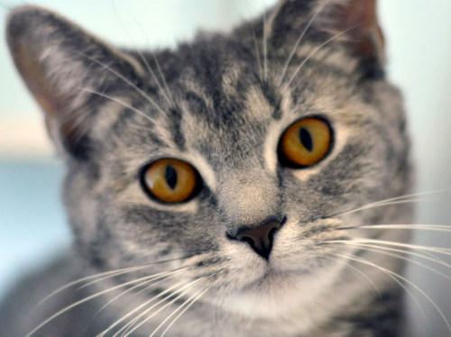Tabby - Grey: An adoptable cat in Louisville, KY