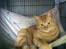 Tabby - Orange: An adoptable cat in New Orleans, LA
