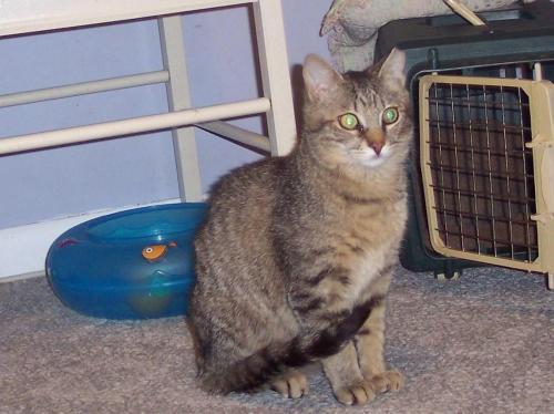Tabby - Brown: An adoptable cat in Pasadena, MD