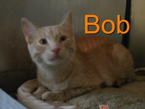 Tabby - Orange: An adoptable cat in Rockford, IL