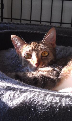 Tabby - Brown: An adoptable cat in Tuscaloosa, AL