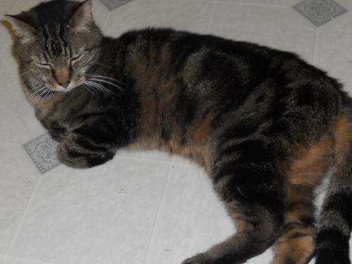 Tabby - Black: An adoptable cat in Wichita, KS