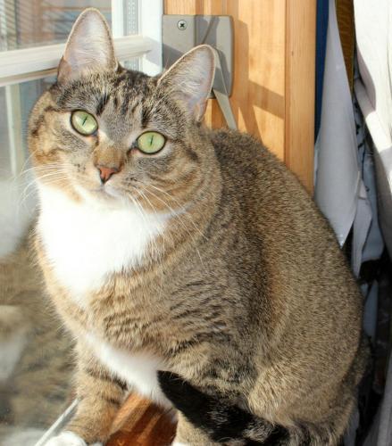 Tabby - Brown: An adoptable cat in Wilmington, MA