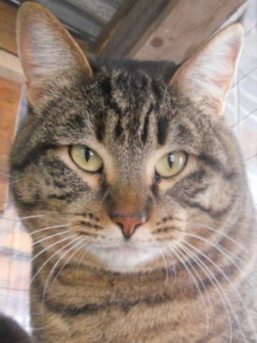 Tabby - Brown Mix: An adoptable cat in Wichita, KS