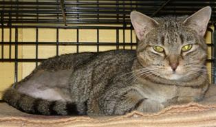 Tabby - Brown/Domestic Short Hair Mix: An adopted cat in Memphis, TN