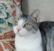 Tabby/Domestic Short Hair - Gray And White Mix: An adoptable cat in Laurel, MD