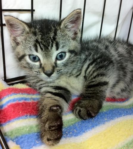 Tabby - Grey Mix: An adoptable cat in Memphis, TN