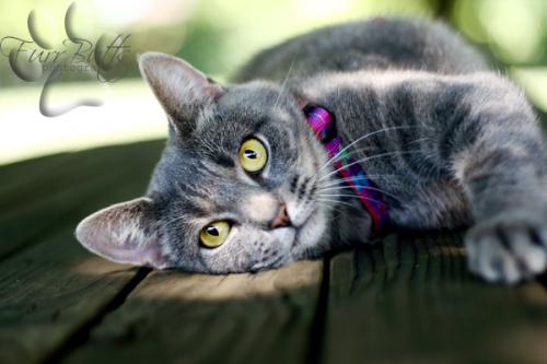 Tabby - Grey/Domestic Short Hair-Gray Mix: An adoptable cat in Wilmington, DE