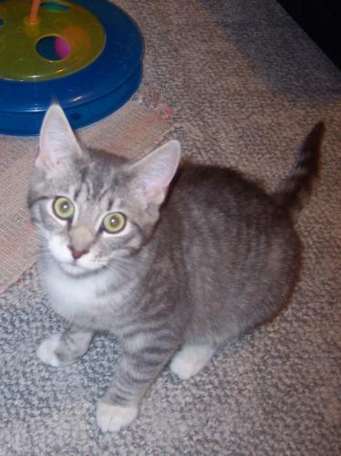 Tabby - Grey/Domestic Short Hair Mix: An adoptable cat in Pasadena, MD
