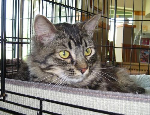 Tabby/Maine Coon Mix: An adoptable cat in Redding, CA